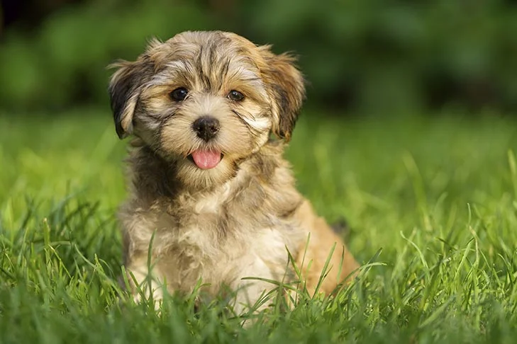 Havanese Dogs