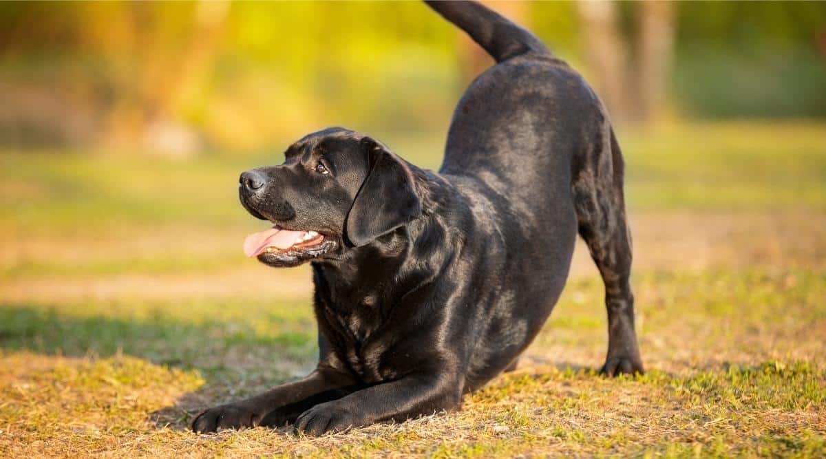 Advanced Tricks for Smart Dogs: Crawl, Bow, and Beg