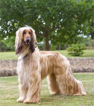 Afghan Hound