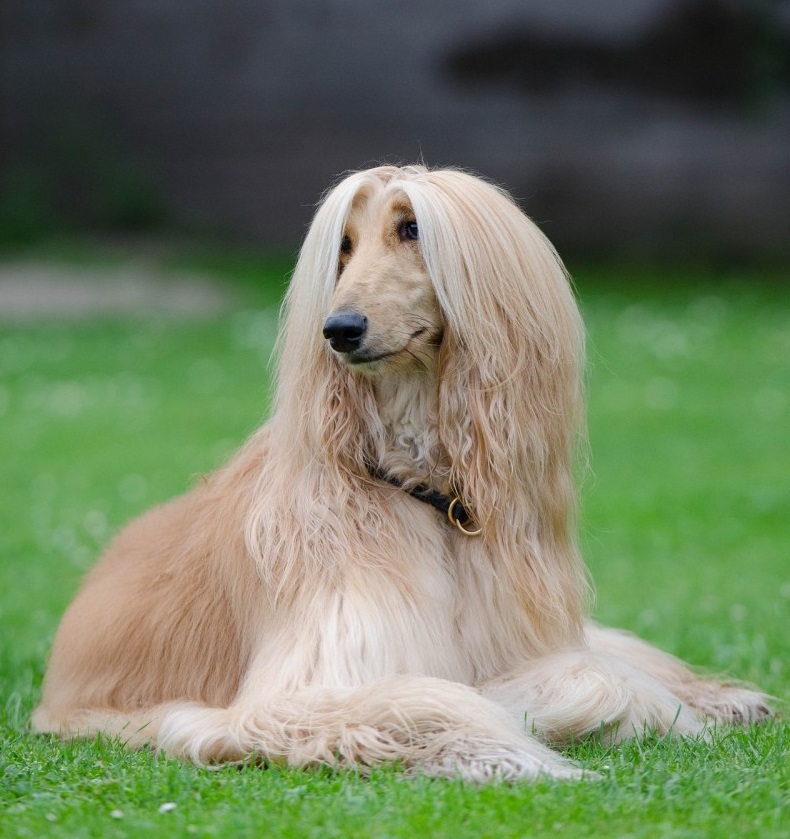 Afghan Hounds