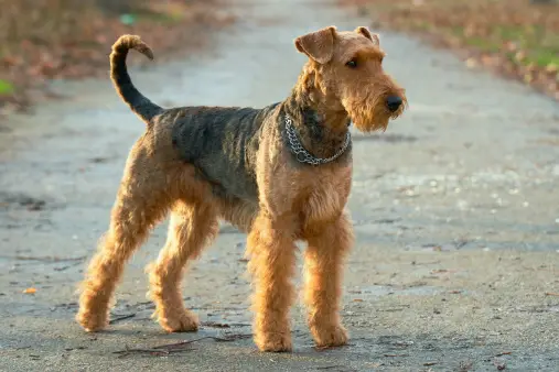 Airedale Terriers