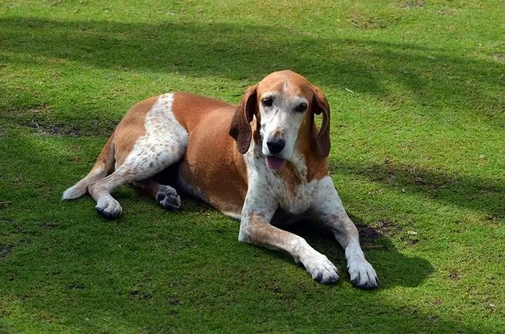 American English Coonhounds