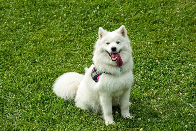 American Eskimo Dog