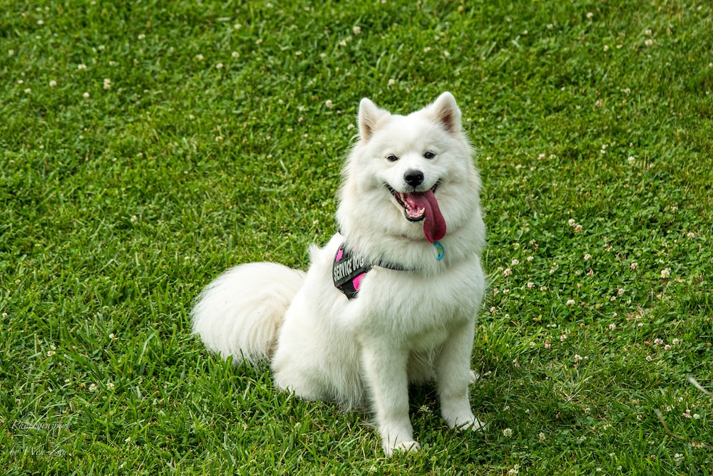 American Eskimo Dog