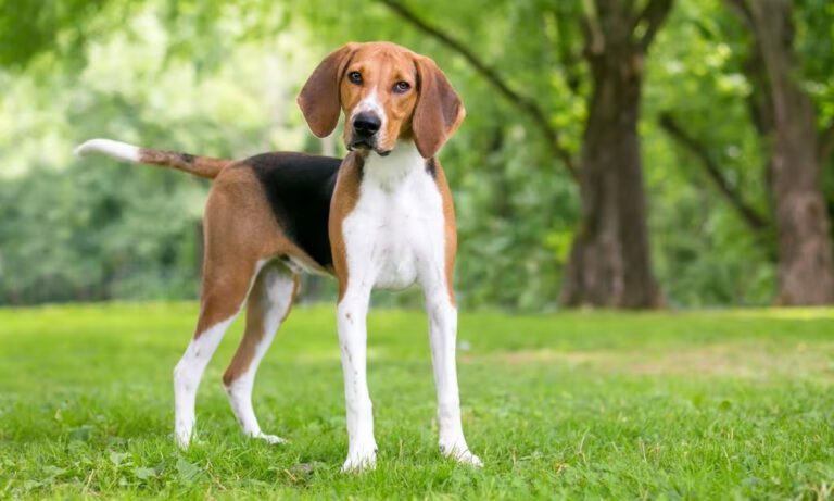 American Foxhounds