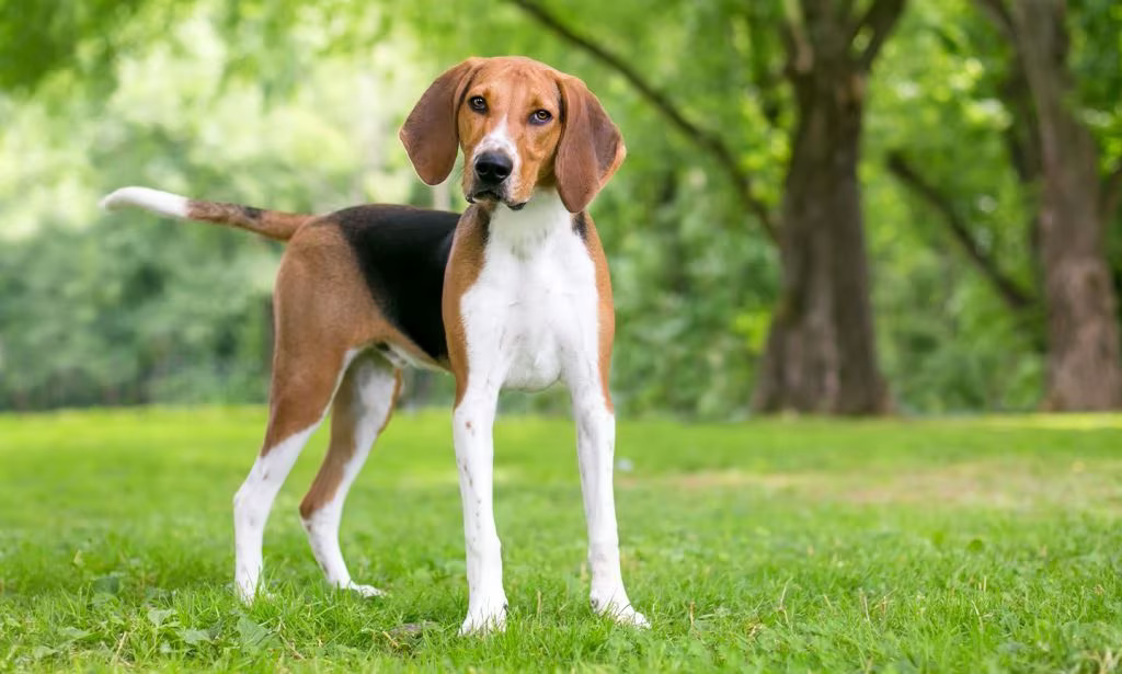 American Foxhounds