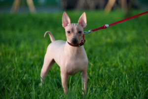 American Hairless Terriers