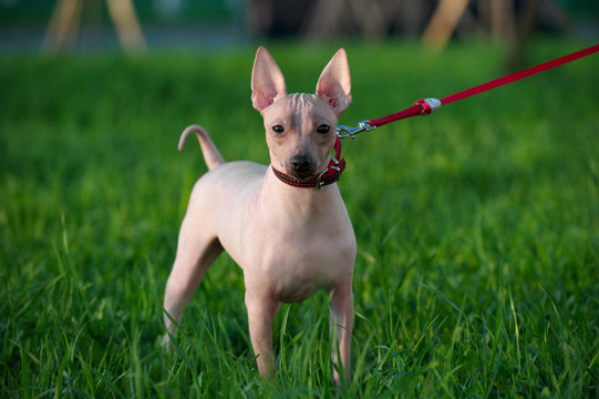 American Hairless Terriers