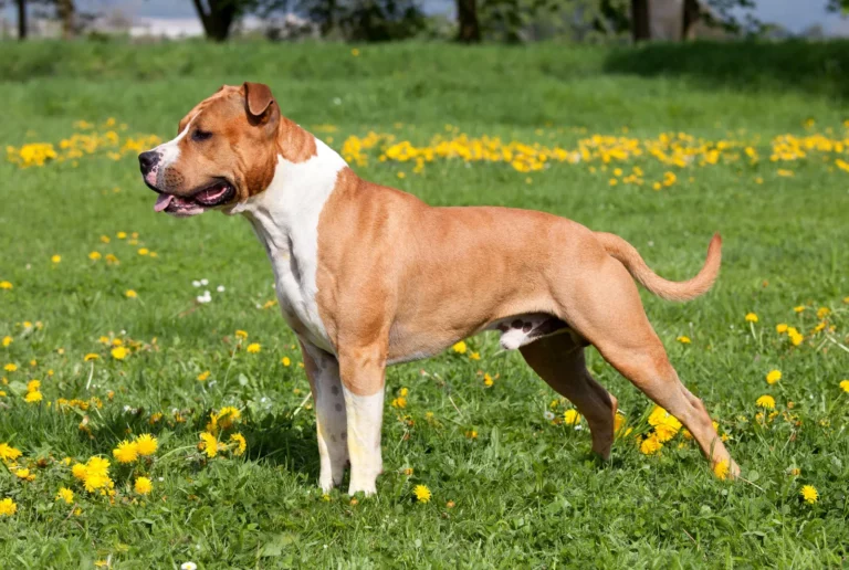 American Staffordshire Terriers