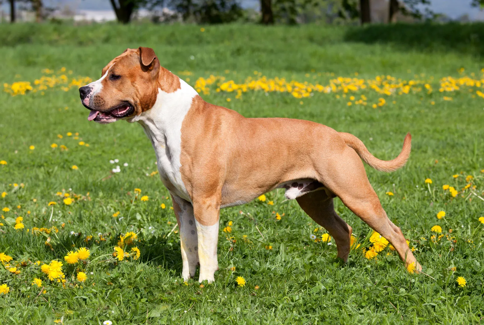 American Staffordshire Terriers