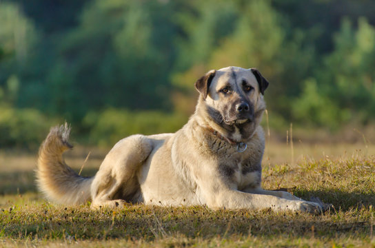 Anatolian Shepherd Dogs