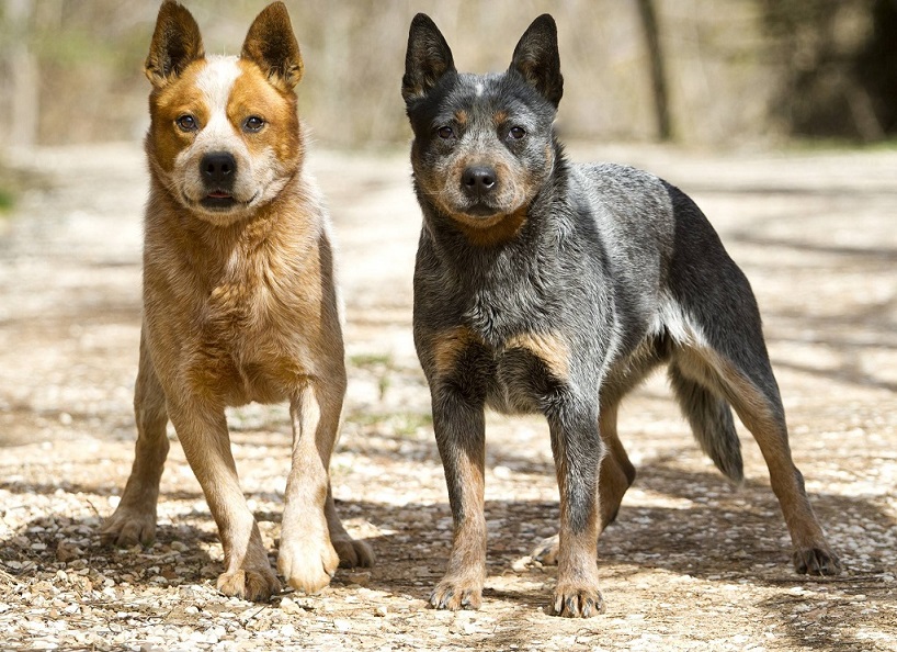 Australian Cattle Dogs