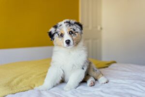 Australian Shepherd: Energetic and Intelligent Herding Dog