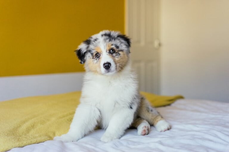 Australian Shepherd: Energetic and Intelligent Herding Dog