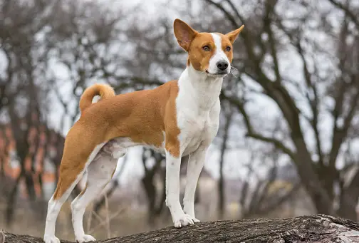 Basenjis