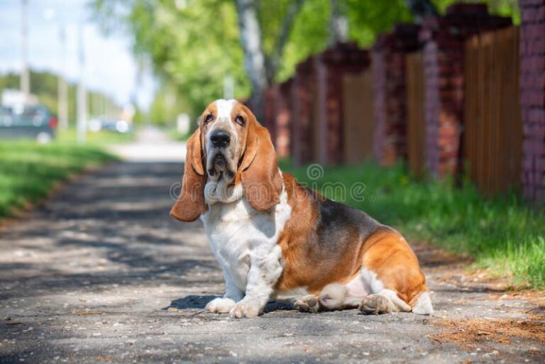 Basset Hounds