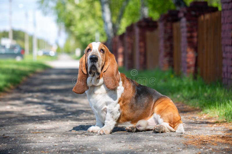 Basset Hounds