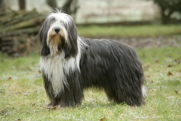 Bearded Collie Dogs: Breed Overview, Training and Care Tips