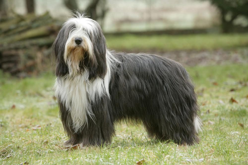 Bearded Collie Dogs: Breed Overview, Training and Care Tips