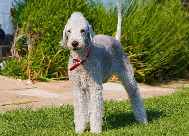 Bedlington Terriers Unique and Gentle Lamb Dogs