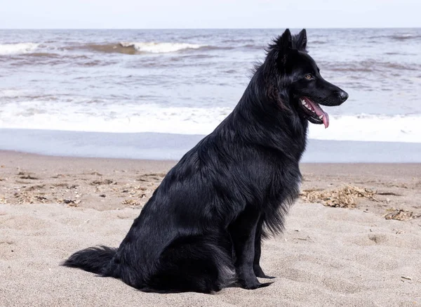 Belgian Sheepdog