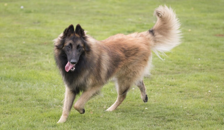 Belgian Tervuren