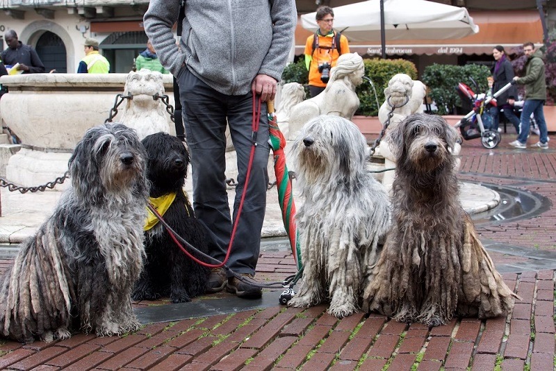 Bergamasco pet dog
