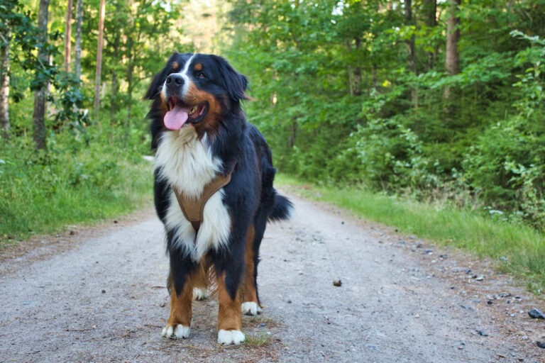 Bernese Mountain Dog