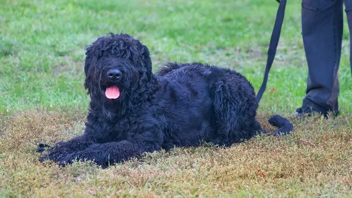 Black Russian Terrier