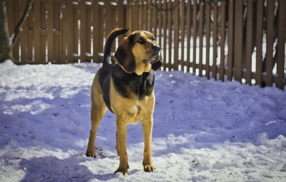 Black and Tan Coonhounds