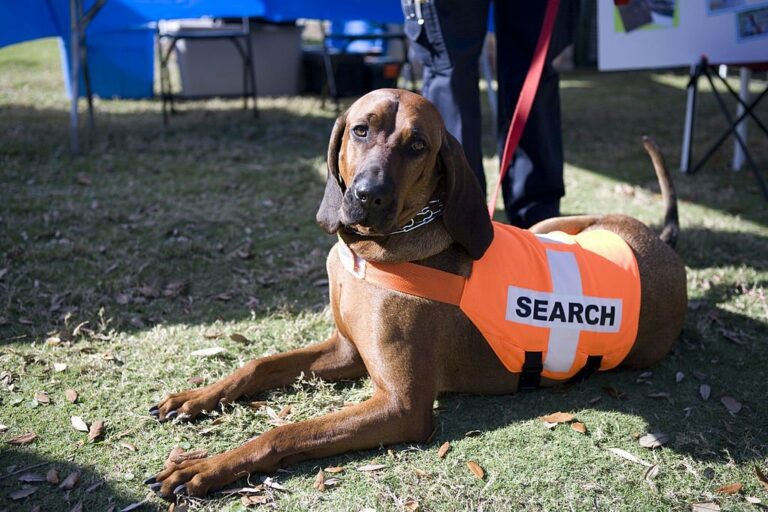 Bloodhounds: The Ultimate Tracking Dogs