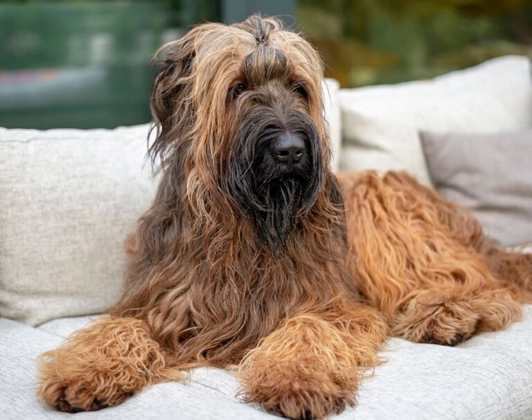 Briard dog bread