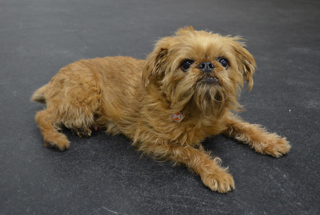 Brussels Griffon