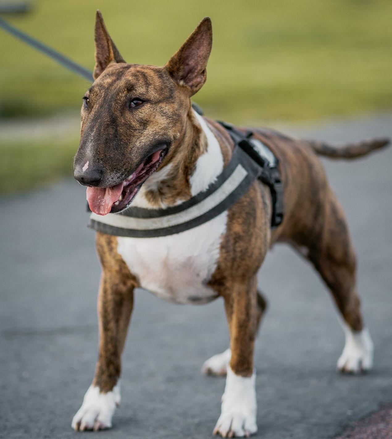 Bull Terrier Everything You Need to Know About this Breed