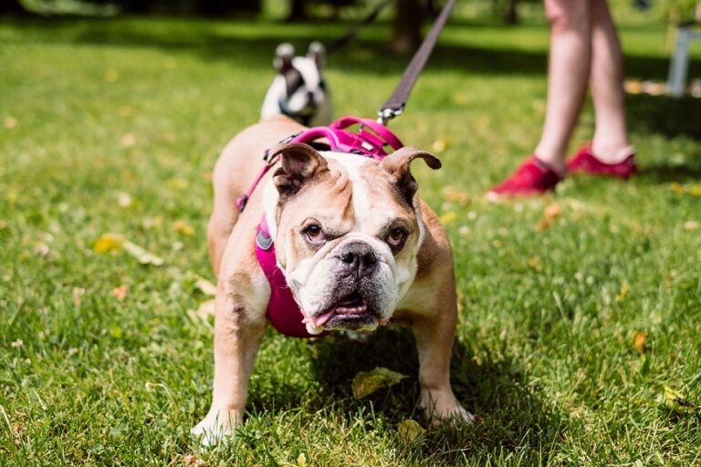 Bulldog Dog Breed Characteristics, Personality and Care