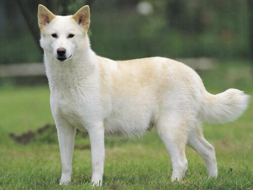 Canaan Dog