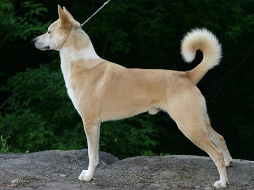Canaan Dogs