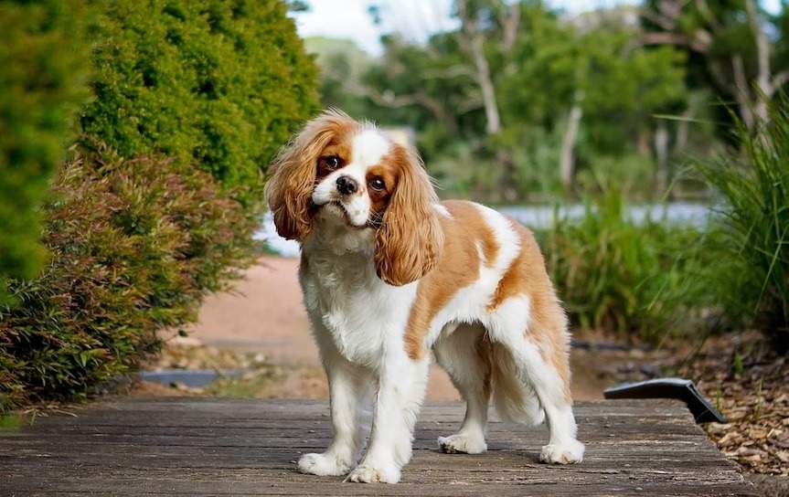 Cavalier King Charles Spaniel