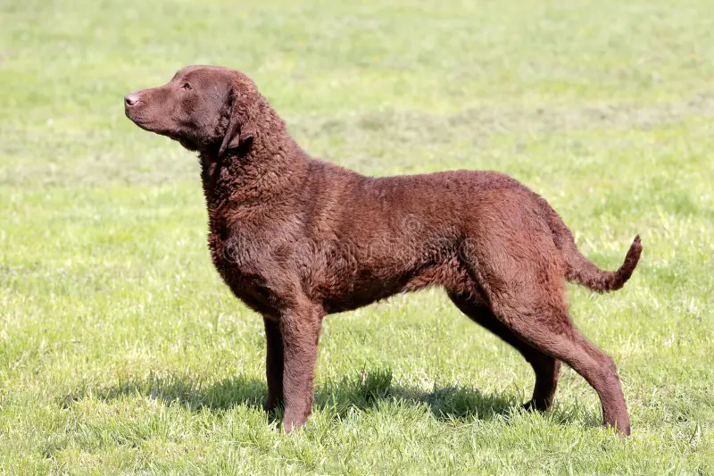 Chesapeake Bay Retrievers