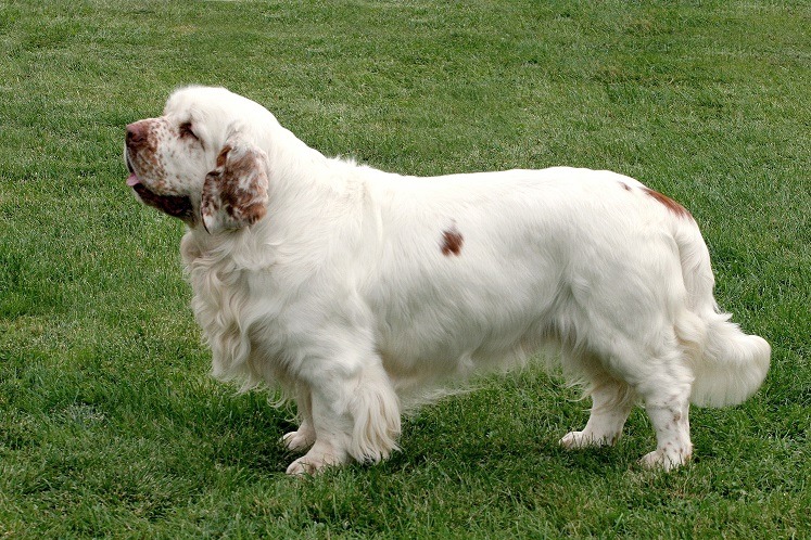 Clumber Spaniels