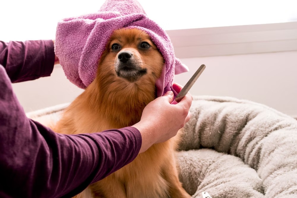DIY dog grooming