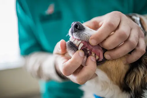 Dog Dental Health Tips