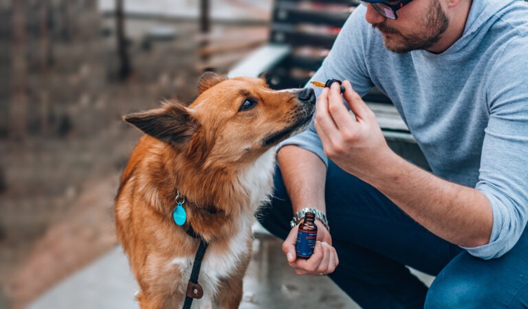 Dog-Friendly Herbal Remedies