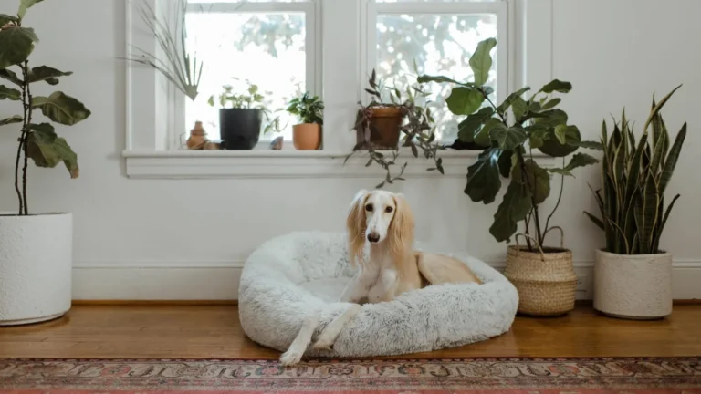 Dog-Friendly Indoor Plants