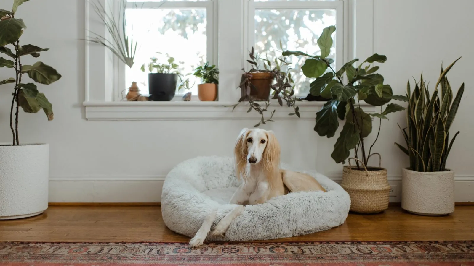 Dog-Friendly Indoor Plants