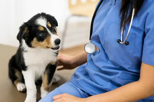 Dog Kidney Health