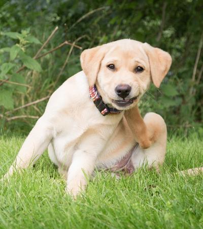 Effective Flea and Tick Prevention Methods for Dogs