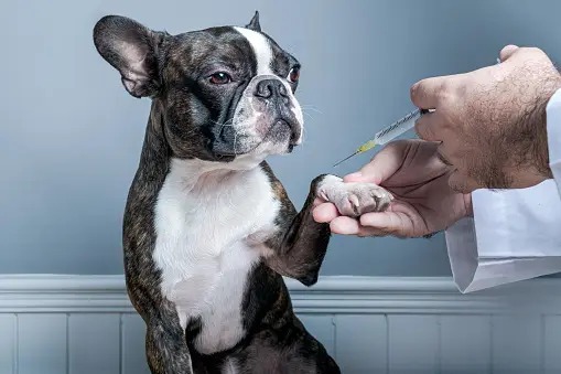 Essential Vaccinations for Dogs Protecting Your Dog's Health