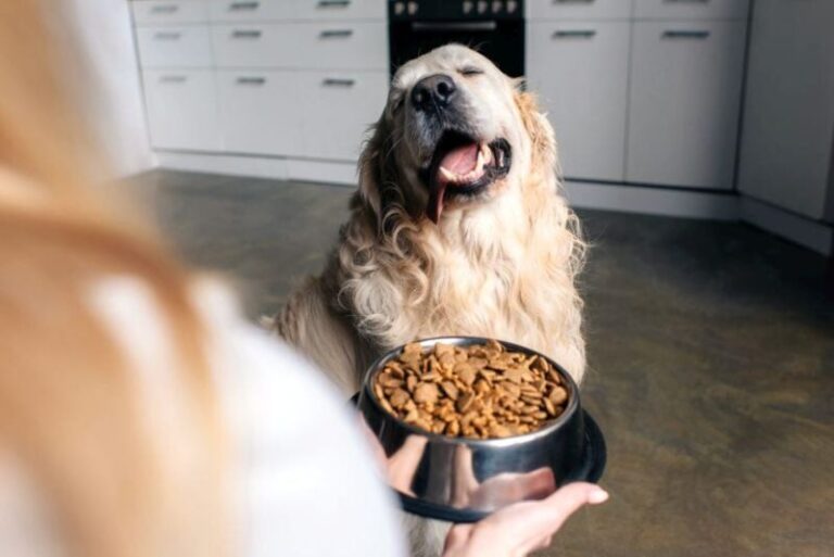 Homemade Dog Treat Recipes