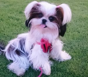 Mi-ki Dog Breed Info